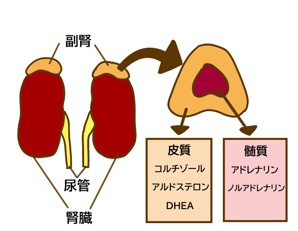 偽アルドステロン症に関わる副腎皮質を記憶に定着させるため