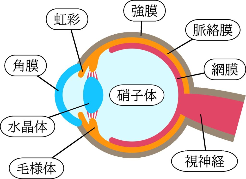 目に現れる副作用の解説のため眼球のイメージとして