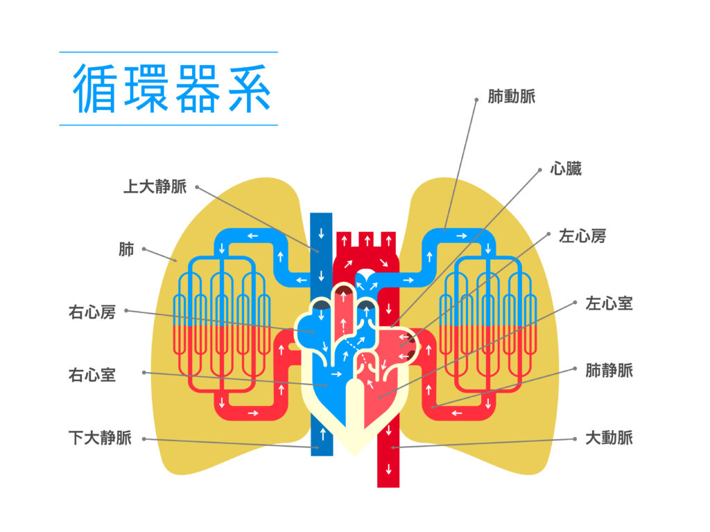 循環器系のイメージとして