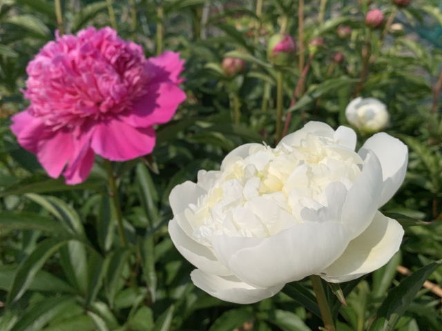 生薬の芍薬と牡丹皮の基原のイメージとして