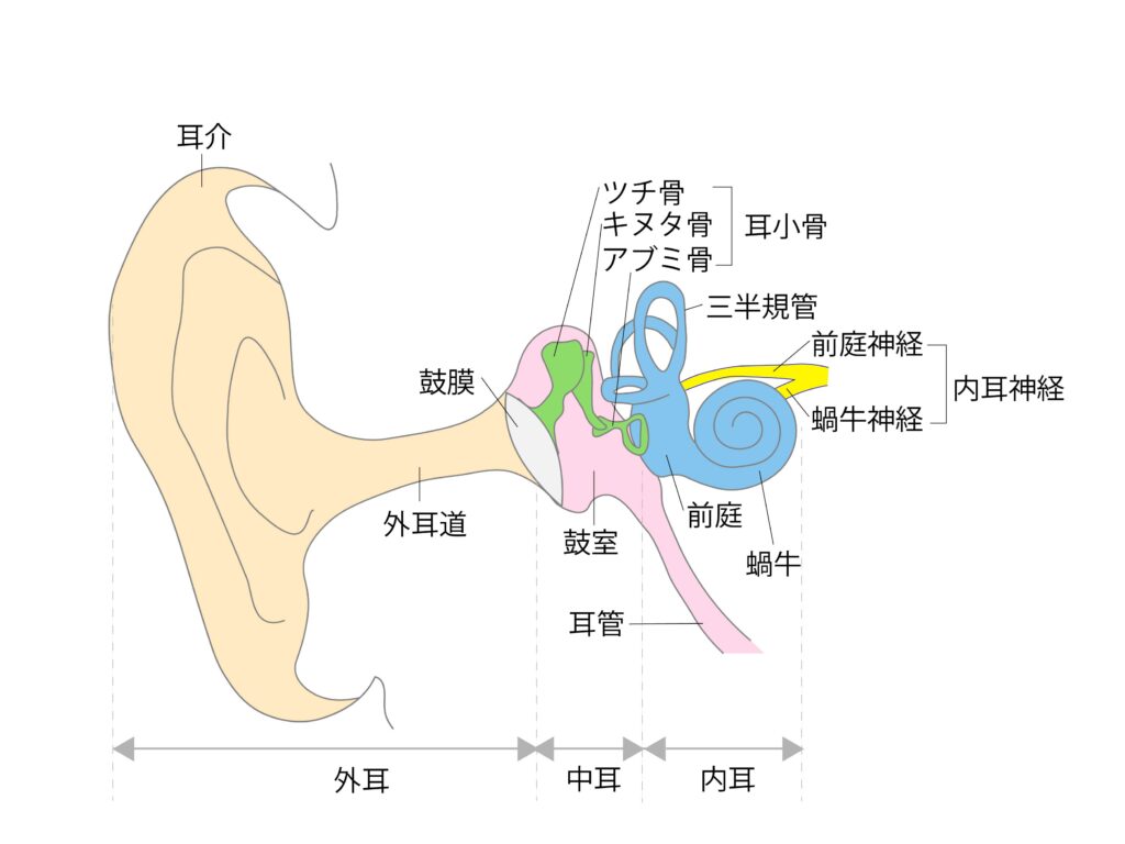 めまいの要因のひとつ、内耳にある平衡器官のイメージとして