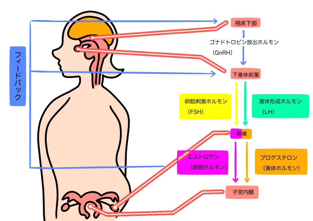 ビタミンEは下垂体に作用してホルモン分泌の調節に関与するイメージとして