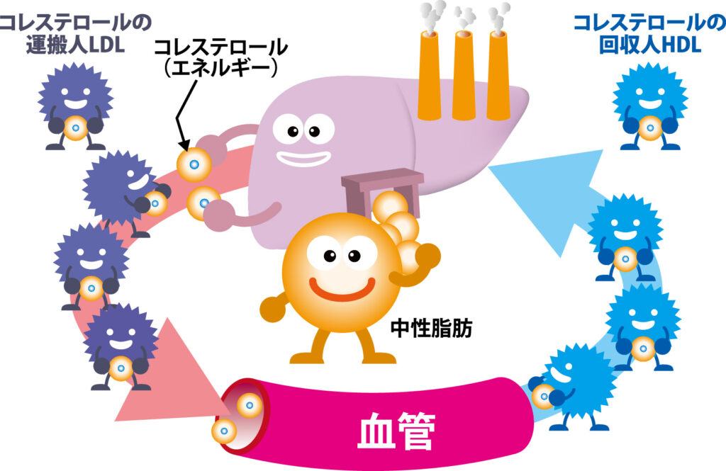 HDL テストで注意すべきリスクはありますか?