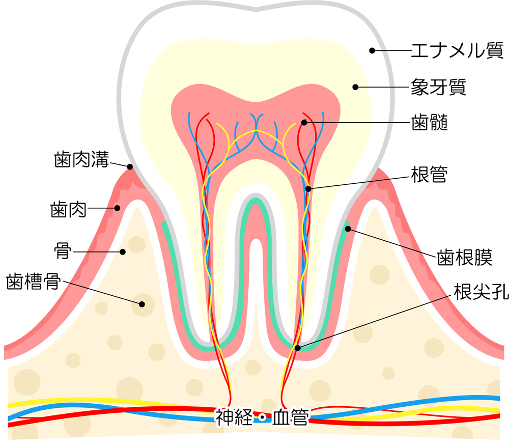 歯の構造または歯槽膿漏の発症機序イメージとして