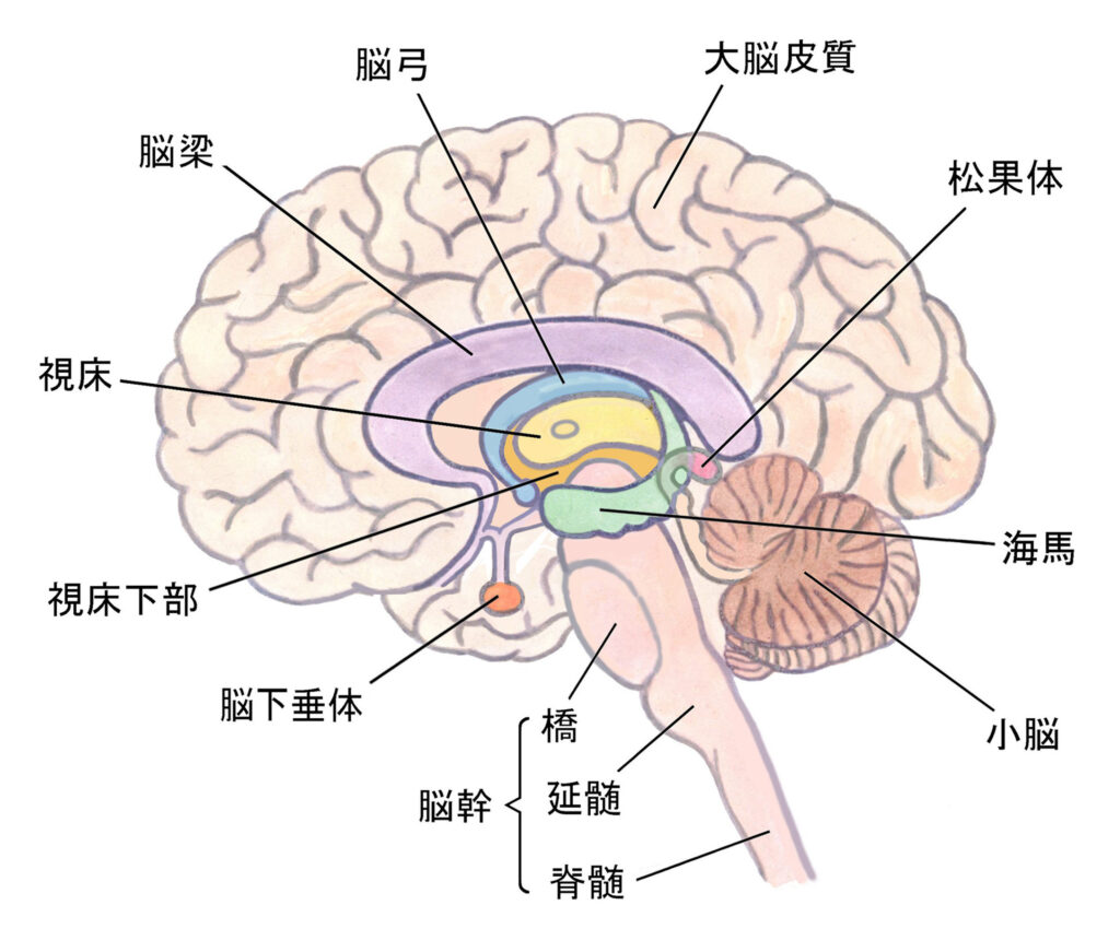 延髄にある中枢への刺激作用がある成分の作用部位イメージとして