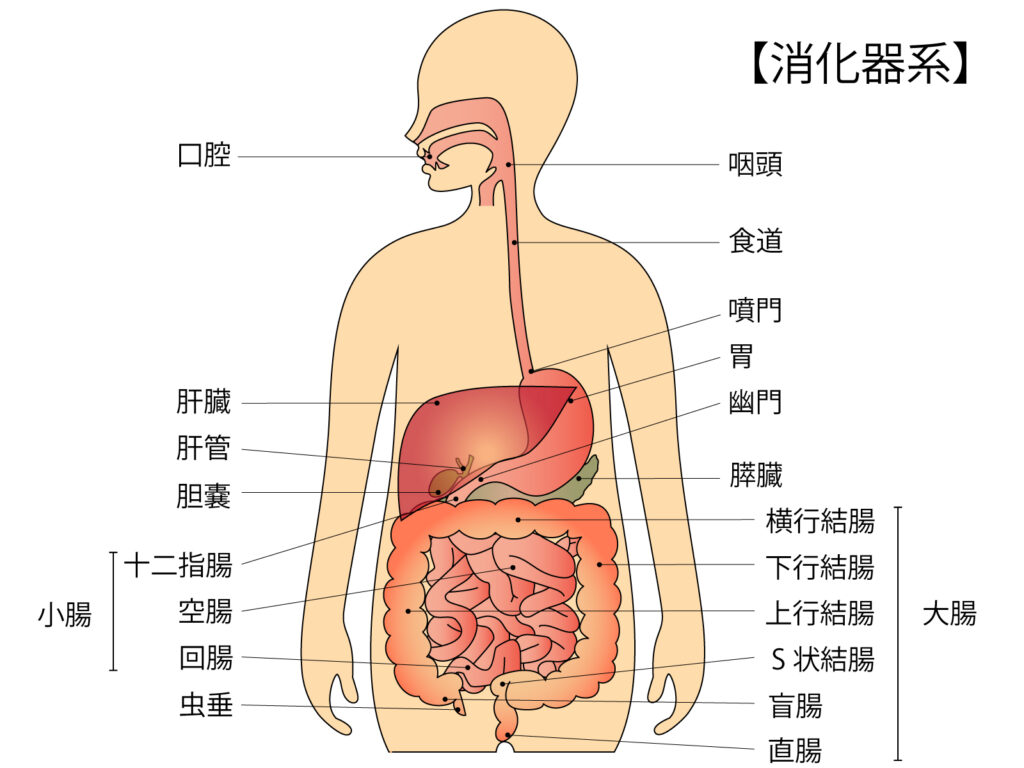 消化器系の、特に小腸・大腸のイメージとして