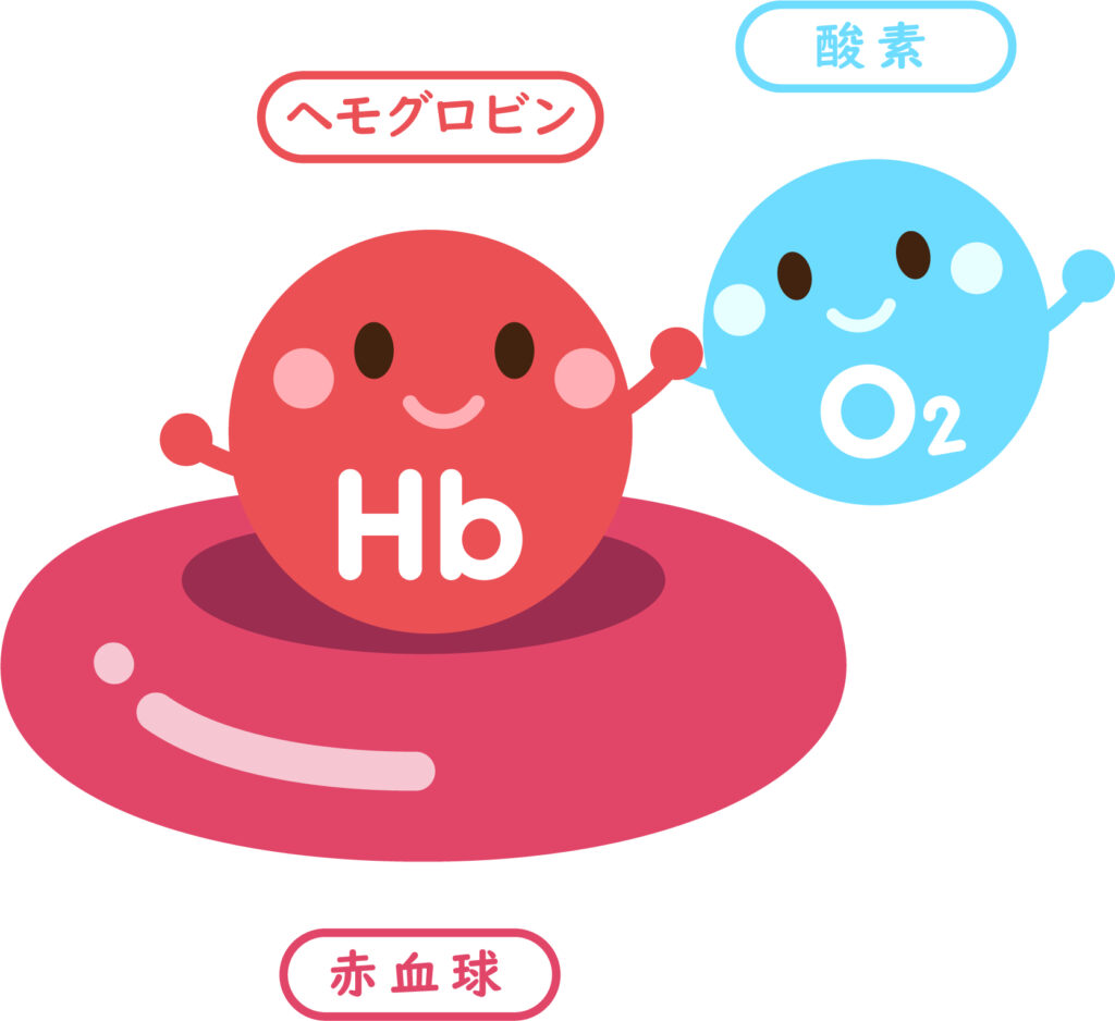 赤血球とヘモグロビン、酸素のイメージとして