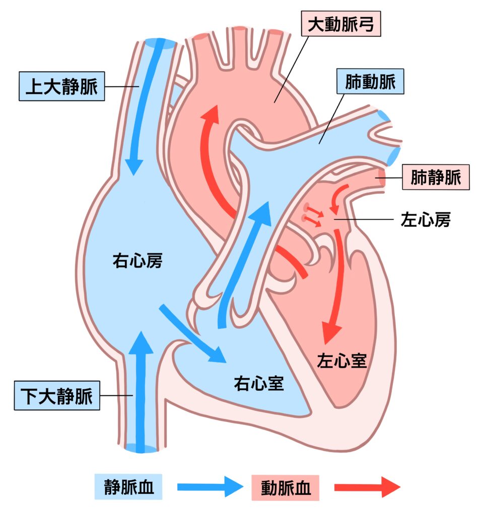 心臓のイメージとして