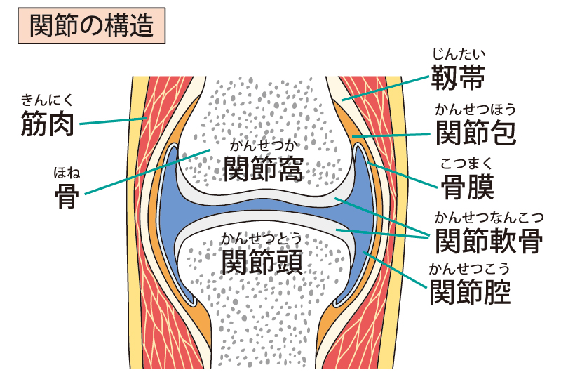 関節の構造のイメージとして