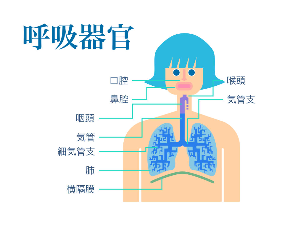 呼吸器系のイメージとして
