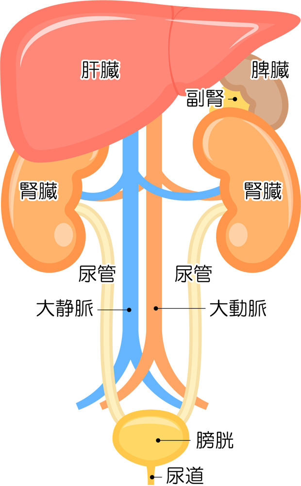 脾臓・腎臓・尿路のイメージとして