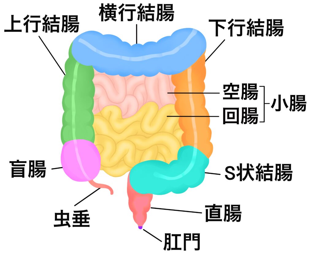 小腸と大腸のイメージとして