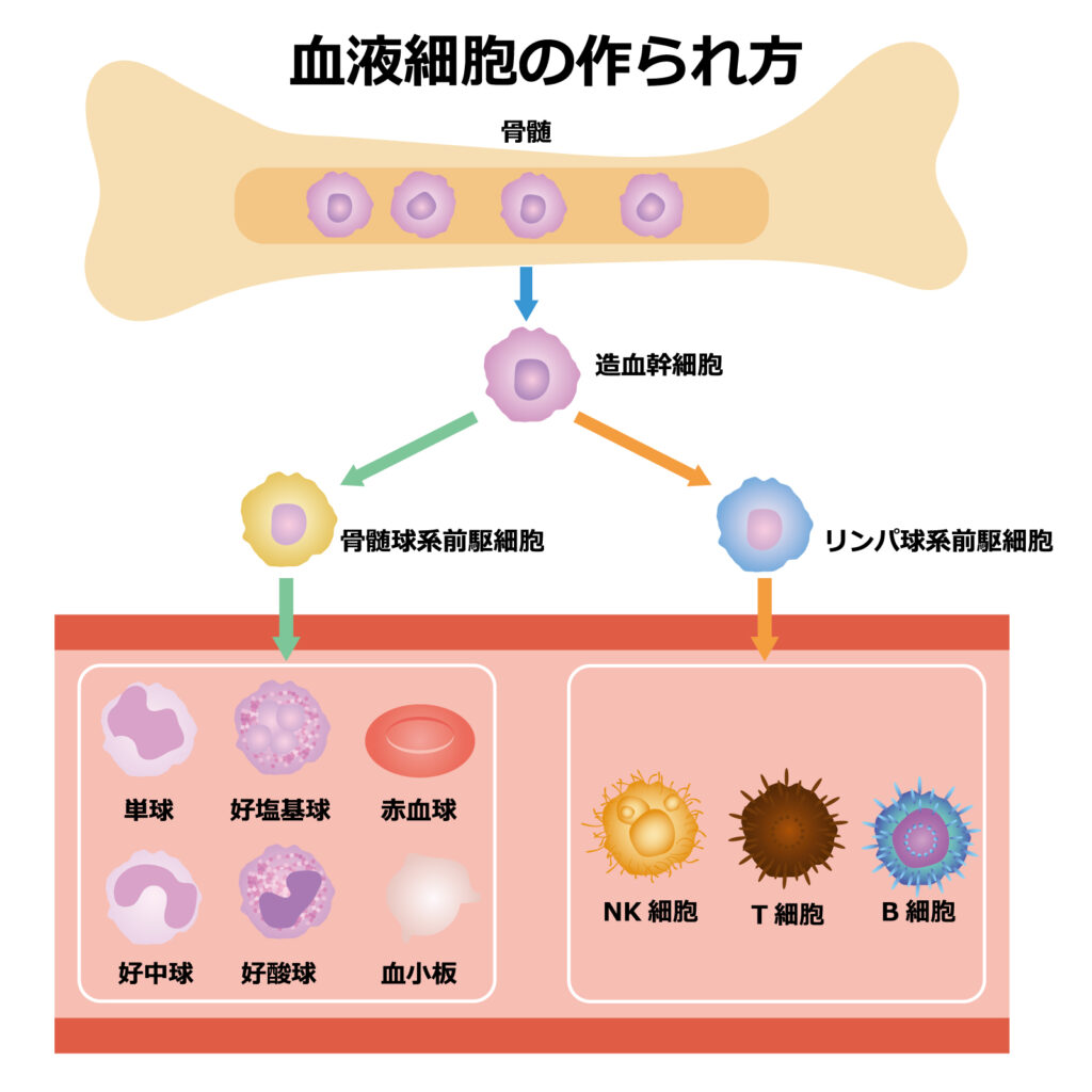 血液細胞の産生イメージとして