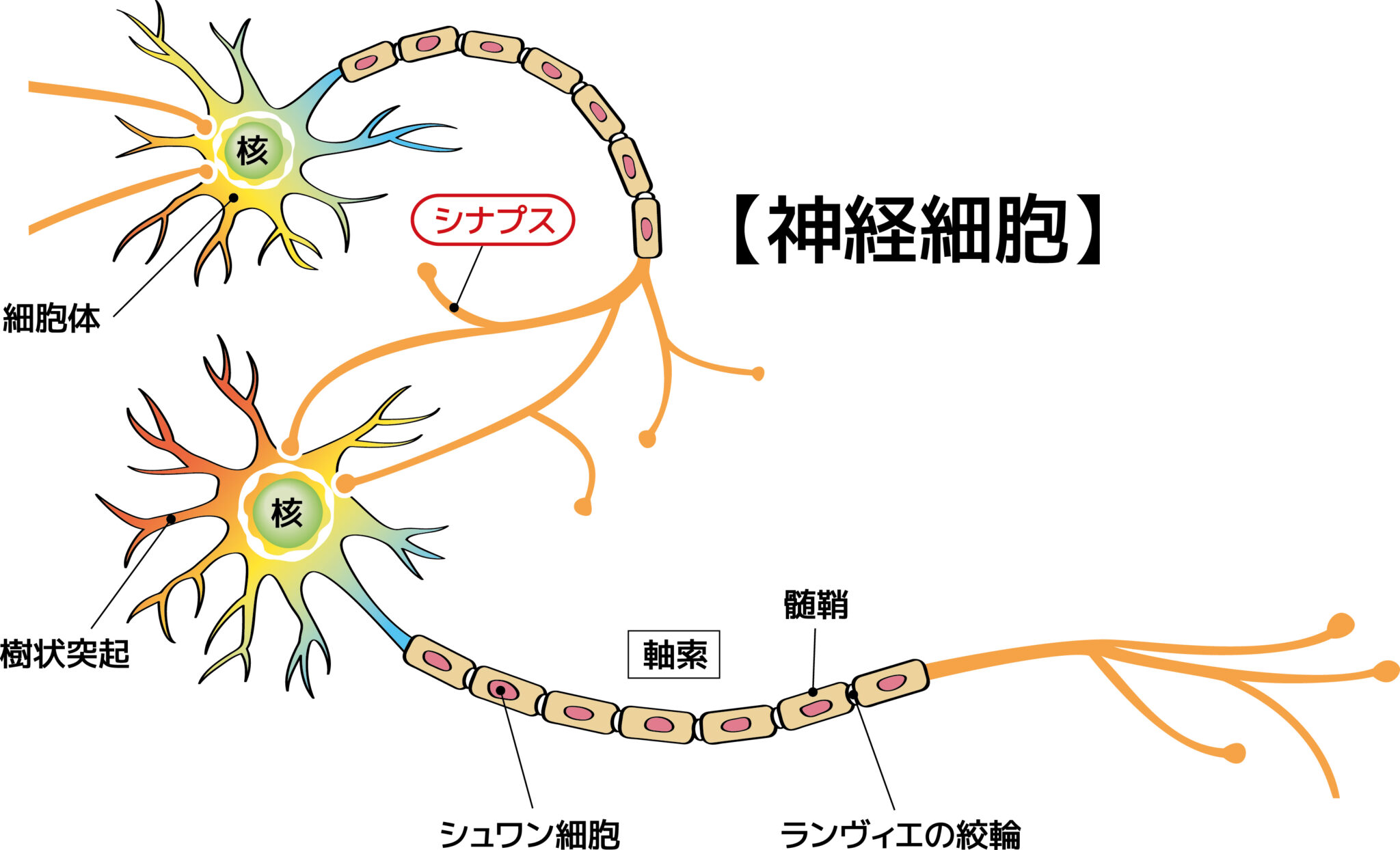 登録販売者試験 独学ブログ | 349|脳・神経系 ⑴ 中枢神経系と末梢神経系|YouTube