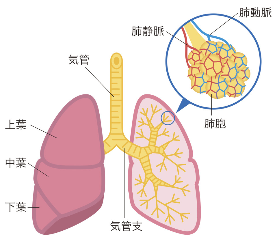 気管・気管支・肺のイメージとして
