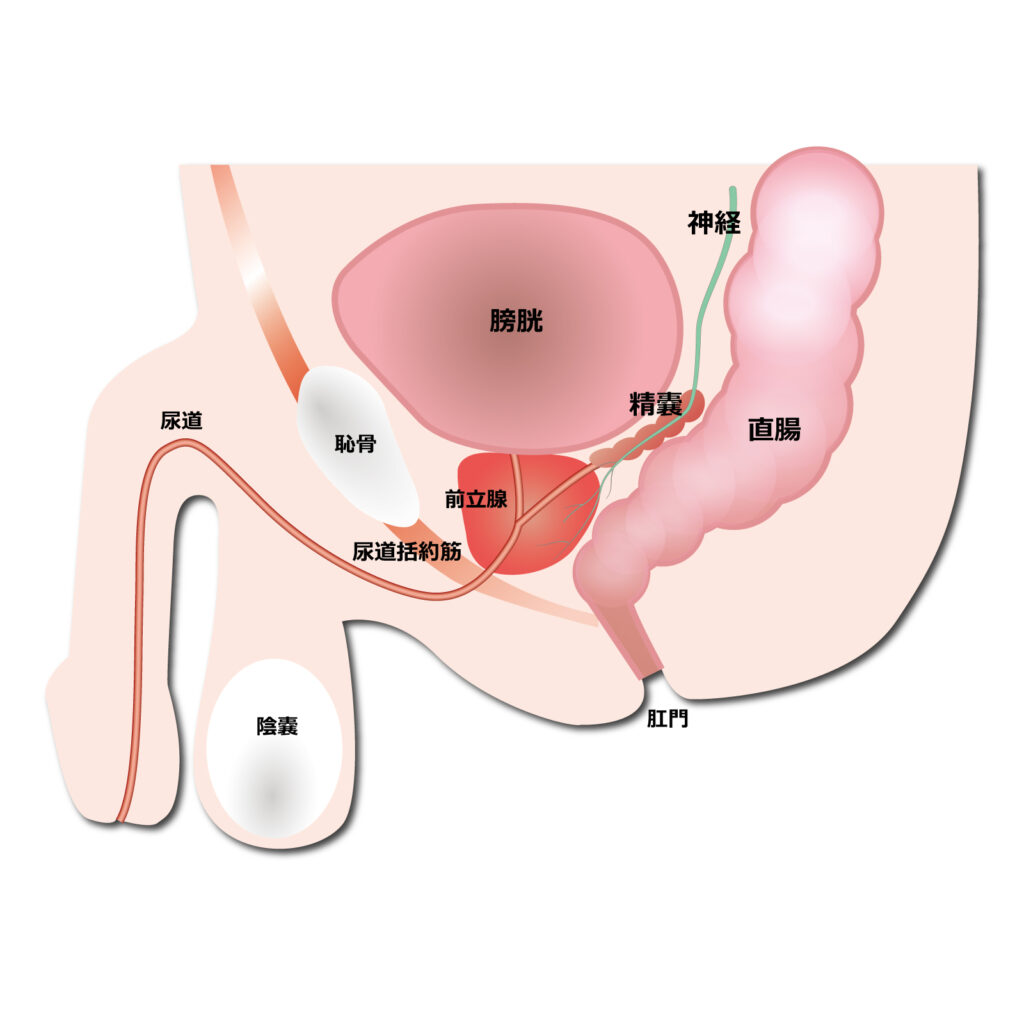 膀胱と前立腺の位置関係イメージとして