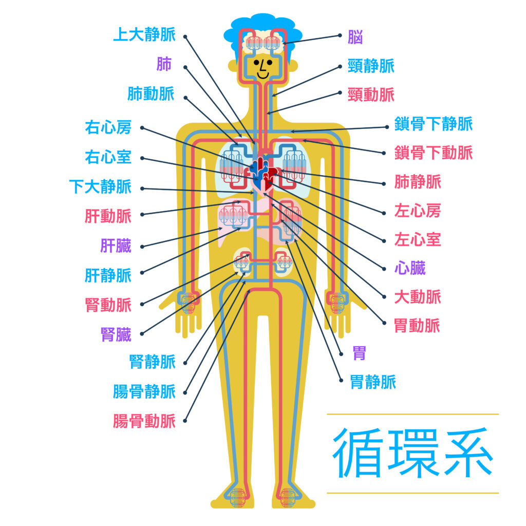 循環系のイメージとして