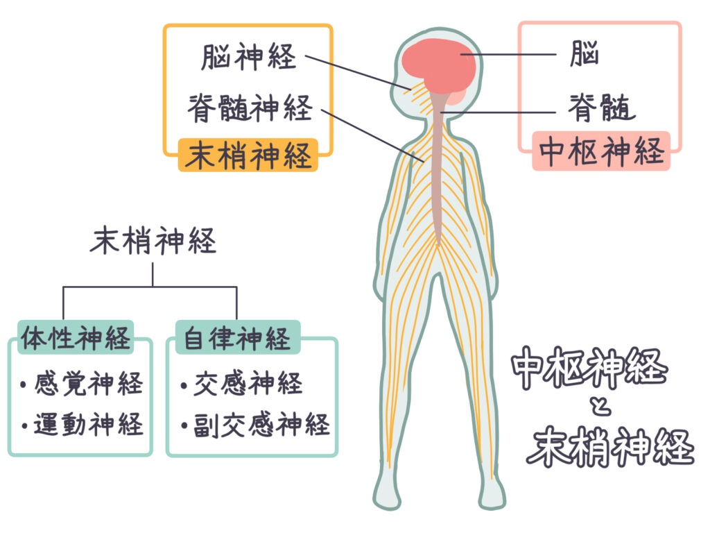 中枢、末梢など神経系のイメージとして