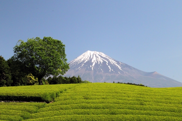 カフェインのイメージとしての緑茶の茶畑