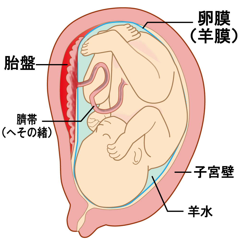 胎児のイメージとして