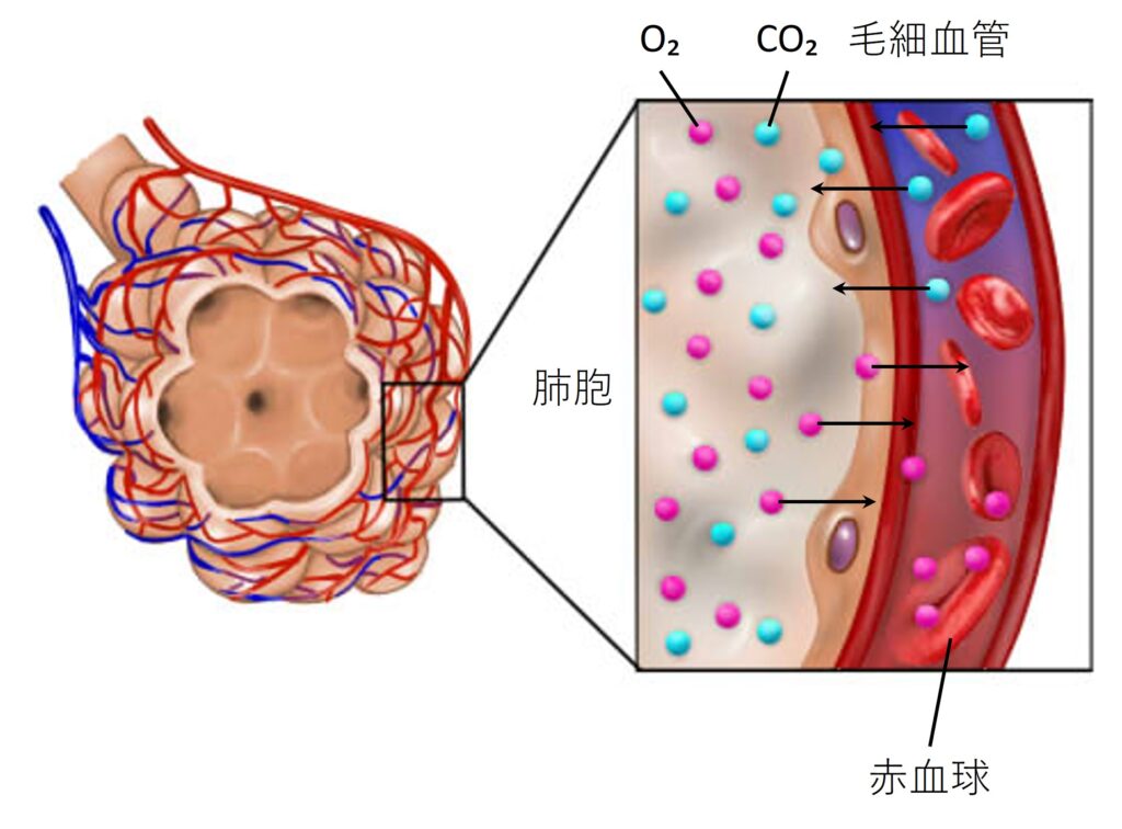 ガス交換のイメージとして