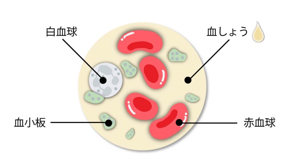 血液の成分イメージとして